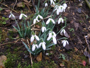 Galanthus reginae-olgae subsp vernalis 'John Marr'